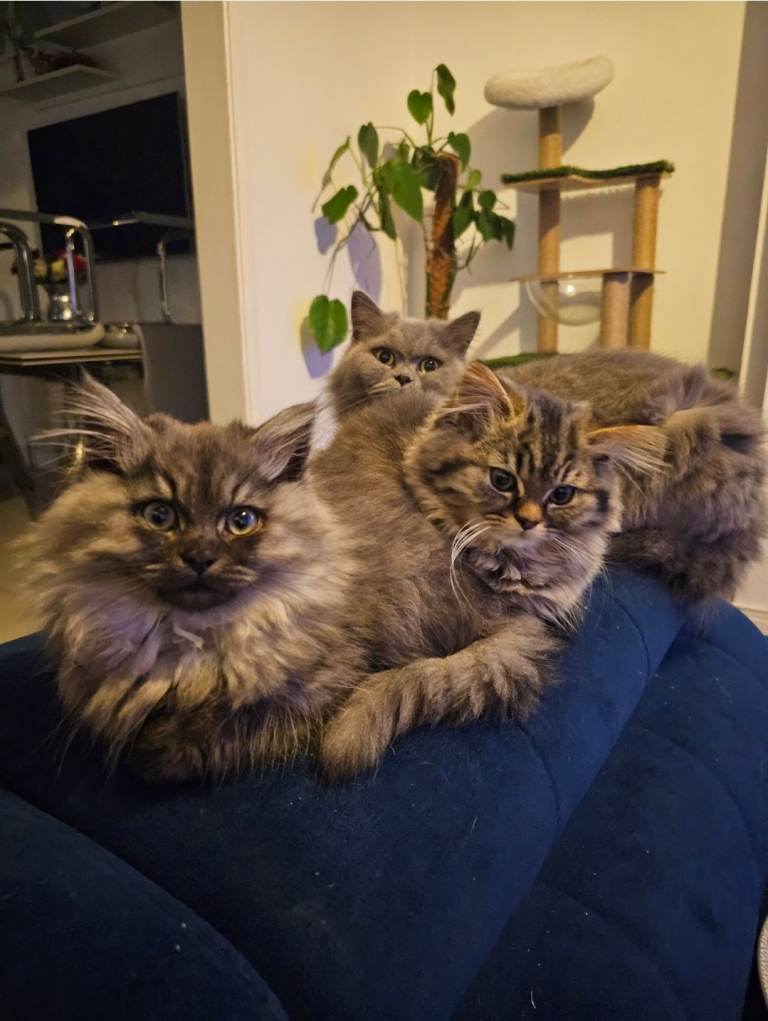 British longhair mix kittens 