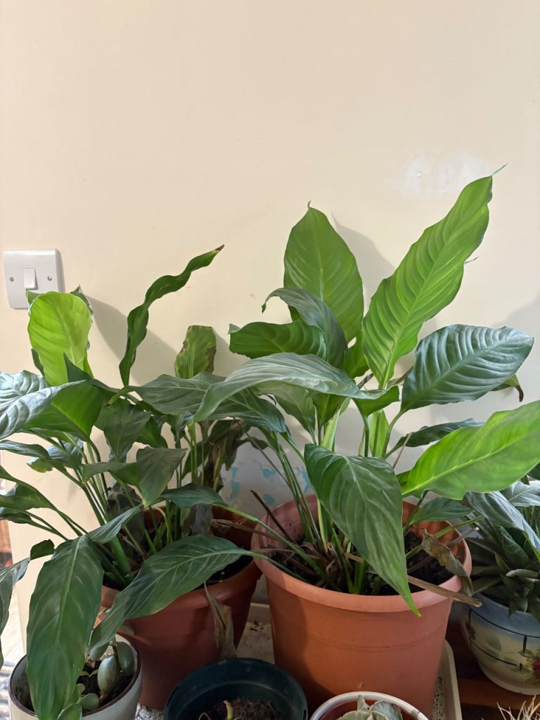 image for Free - 2 Peace lilies and spider plant