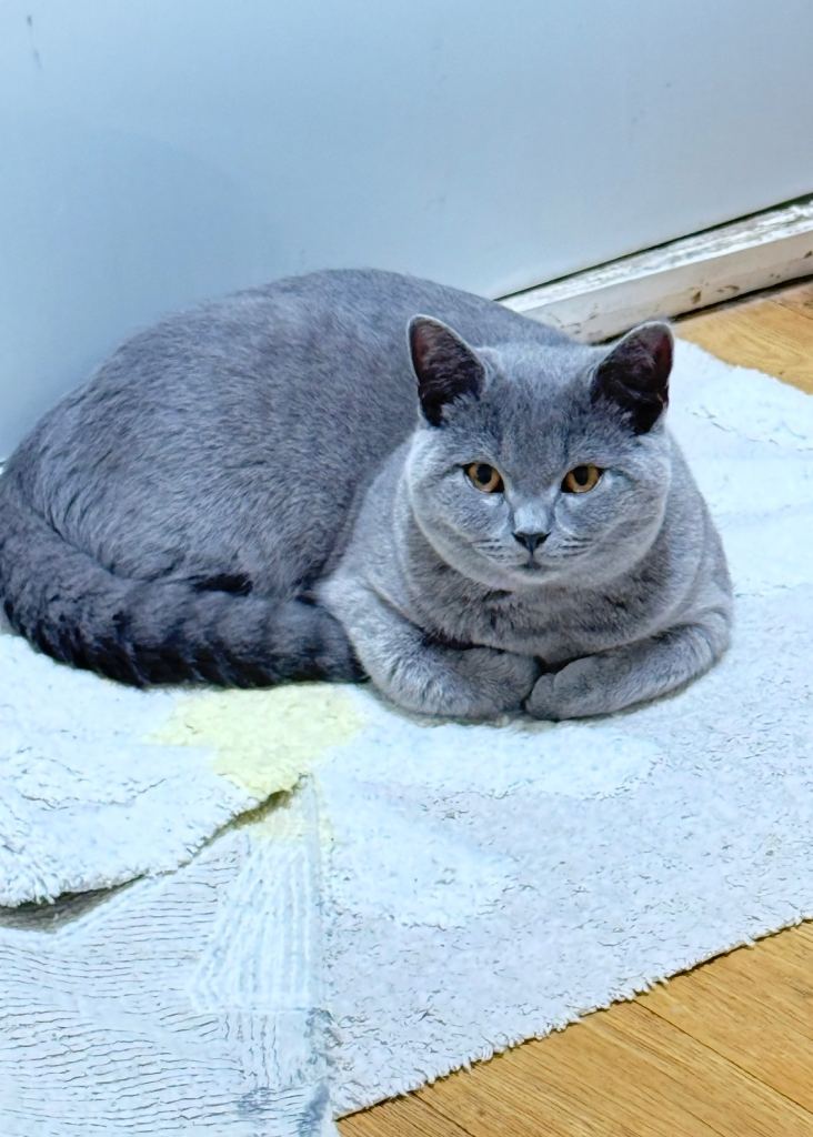 Beautiful British Shorthair Kitten – Elfie – Looking for a Loving Home