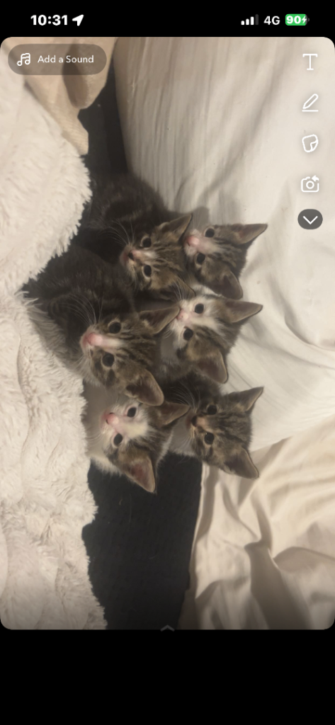 Kittens for sale 
