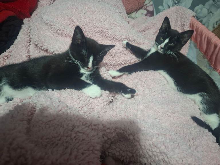 Kittens looking for locing home(s)