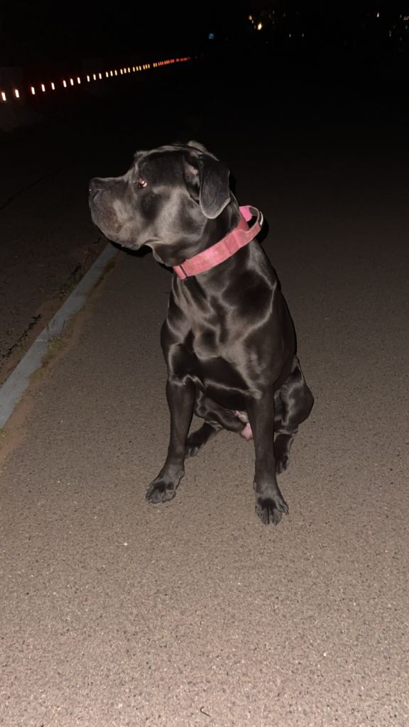 Cane corso: kaia