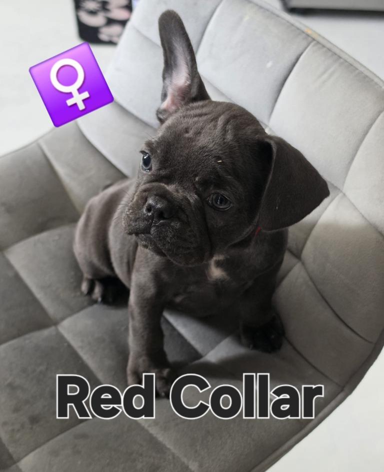 Beautiful Female Lilac Blue French Bulldog puppies