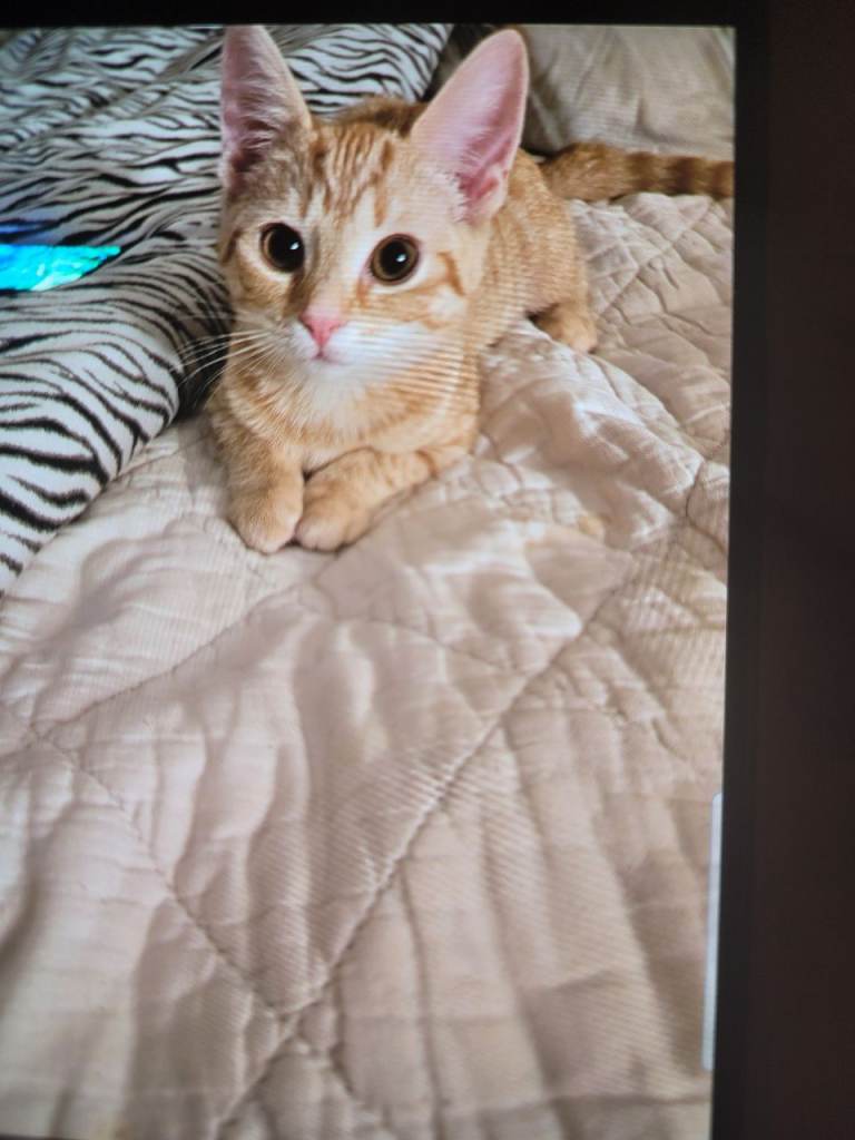 Ginger frmsle kitten 