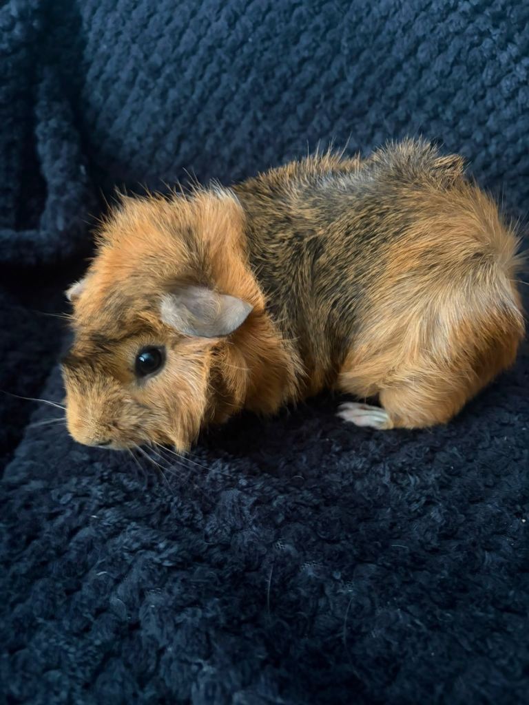3 male Guinea pigs 
