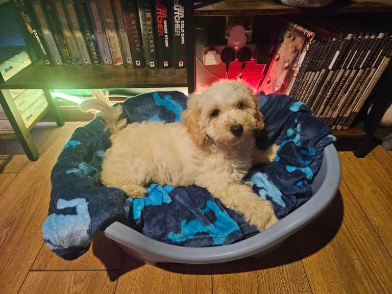 Cavachon puppy