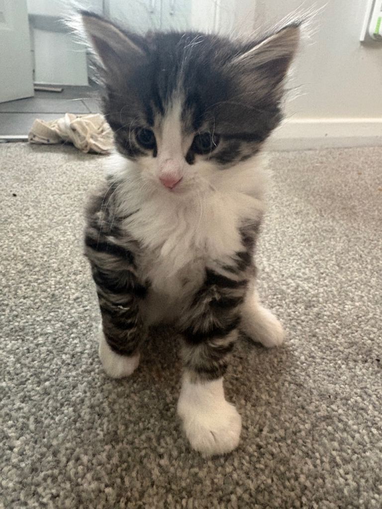 Beautiful kitten's for sale. 