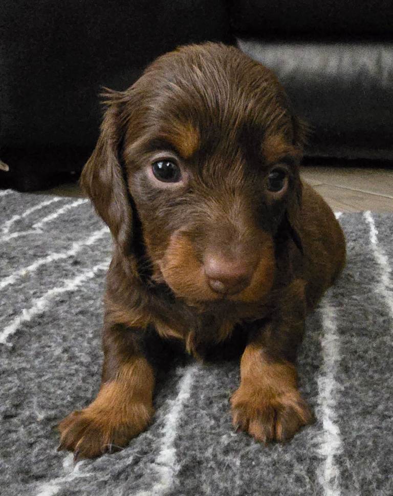 Minature Chocolate & tan Longhaired