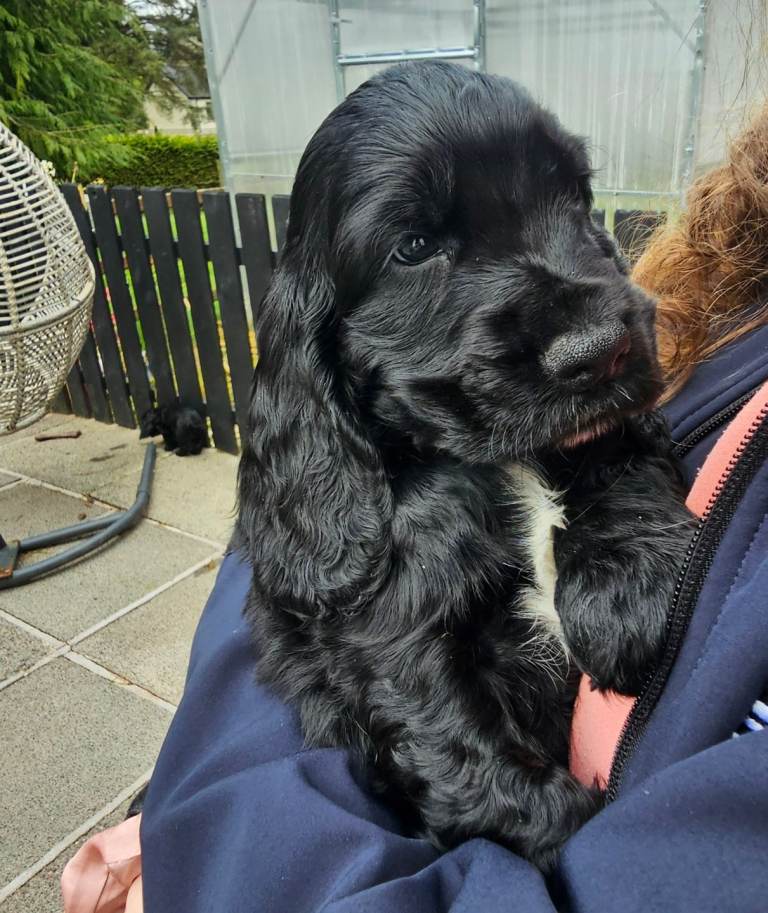 Cocker spaniel puppies 
