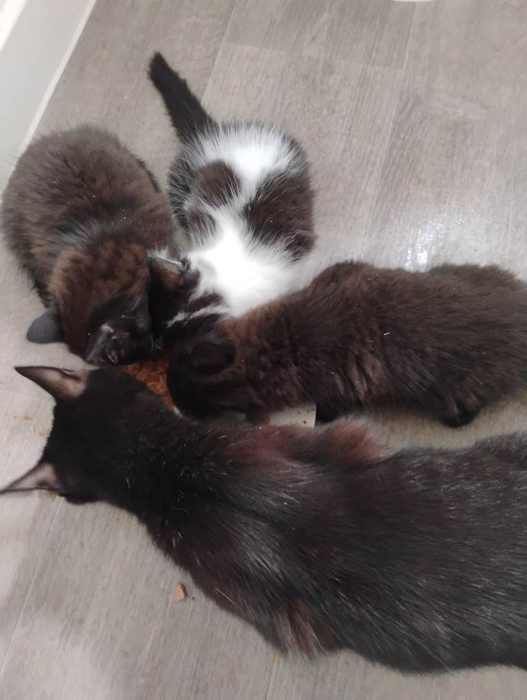 Kittens 