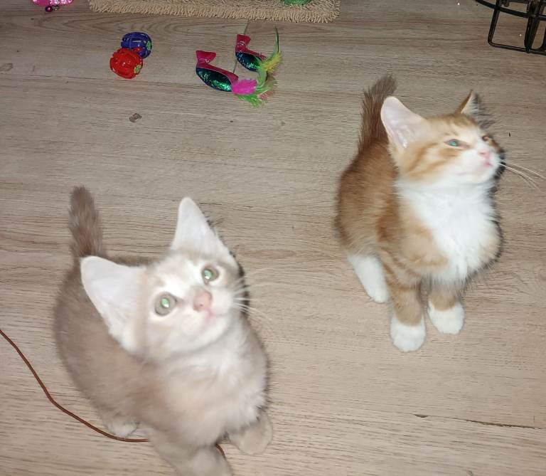 Ginger kittens 