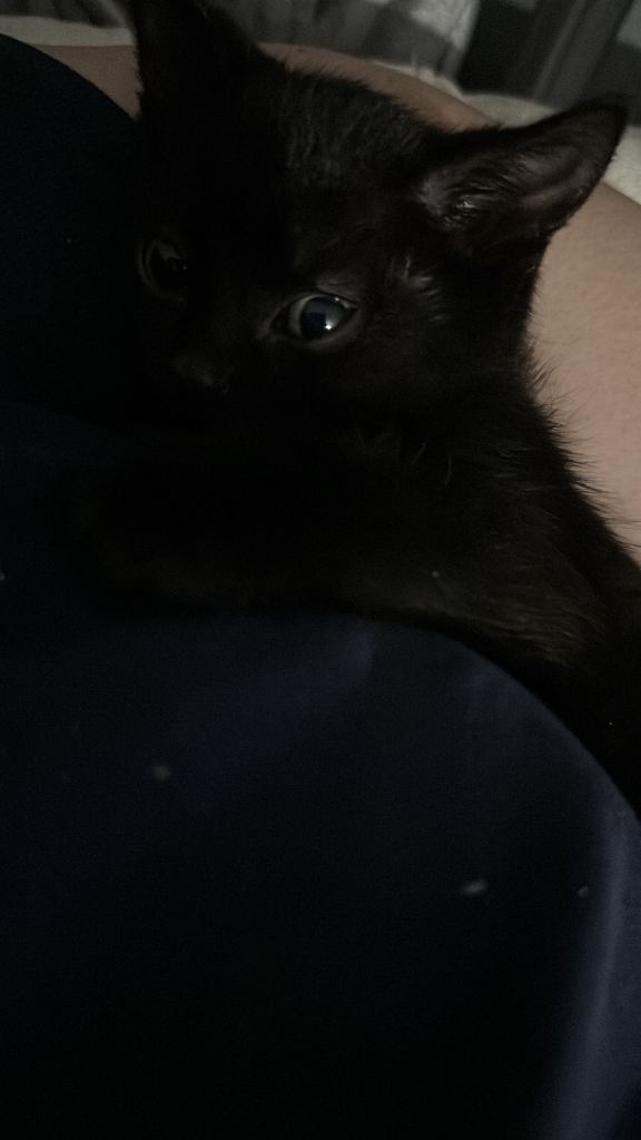 Kitten , ready to leave now