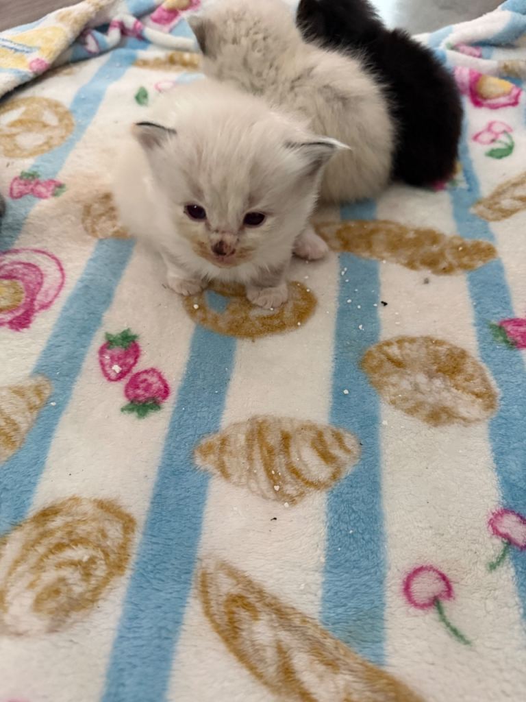 Kittens for sale