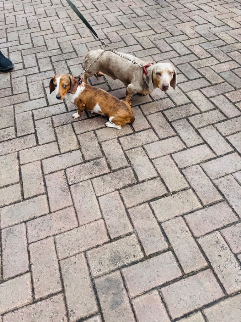 Bella and milo Pair of dachshund  