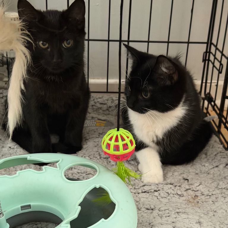 3 Cute kittens 