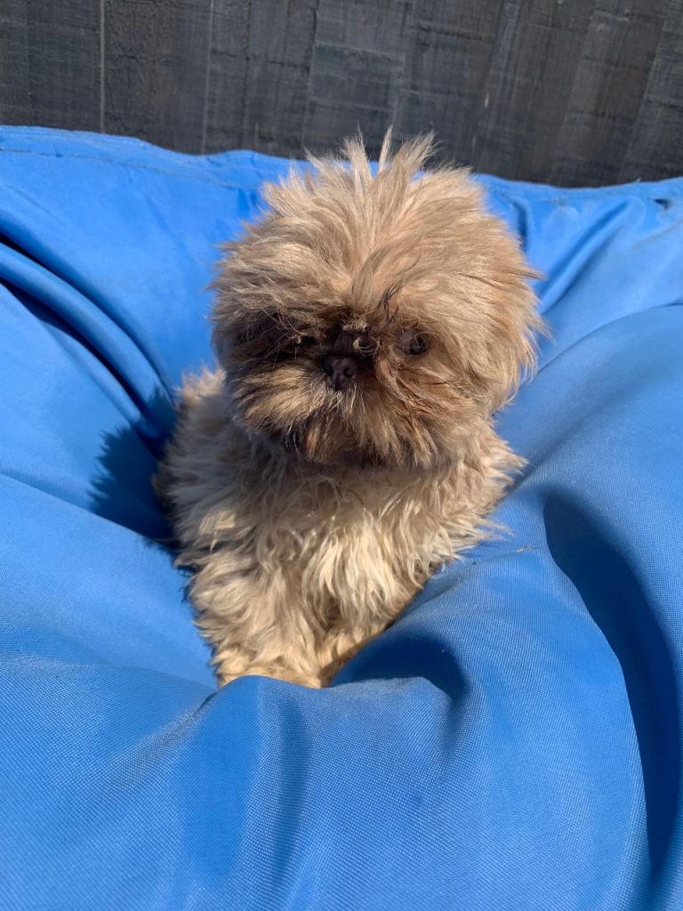 Beautiful Imperial Shih Tzu Puppies Ready for their new homes