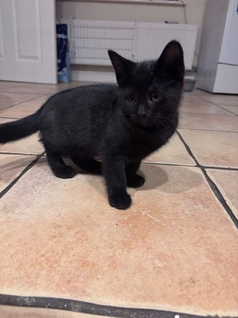 Female kitten. Silver and black 