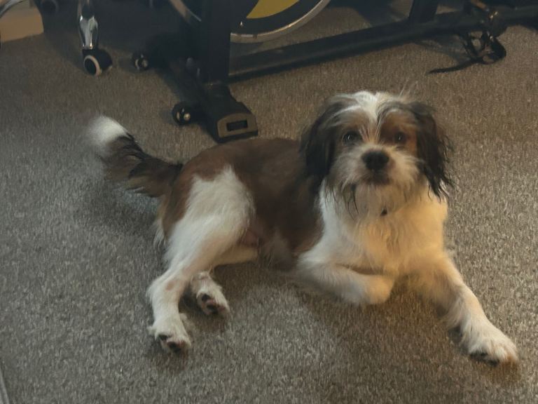 Cock-A-tzu