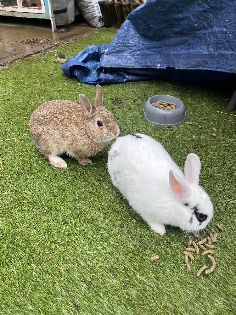 2 beautiful bunnies looking for loving home