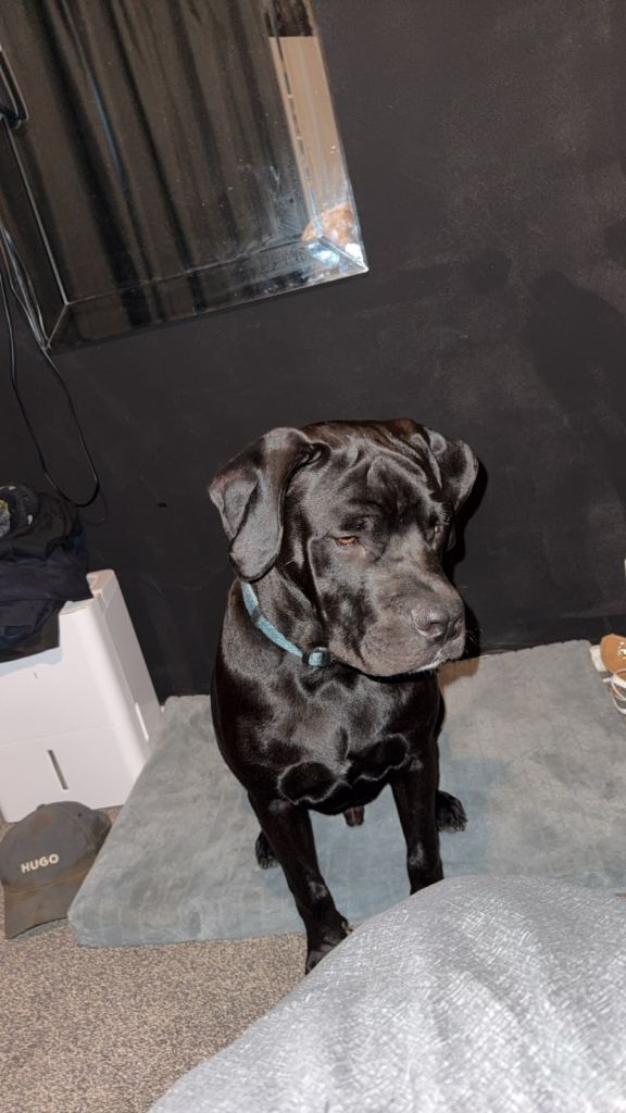 Mastiff cross looking for a new home 