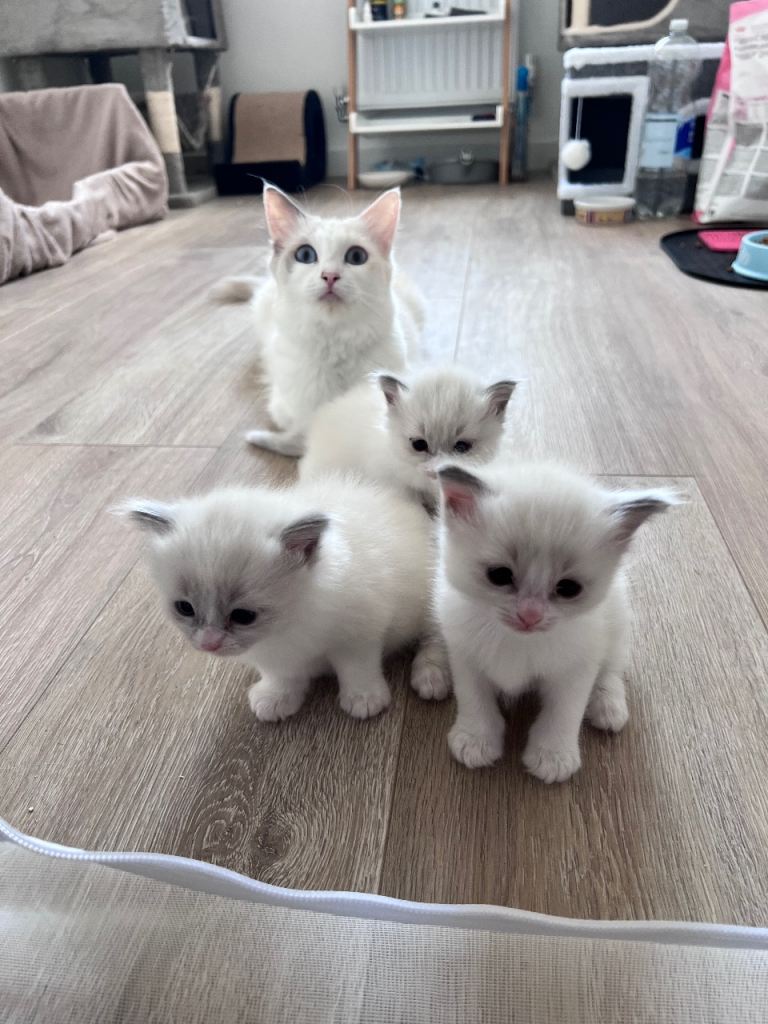 🐱 Beautiful Ragdoll Girls – Now Taking Reservations!