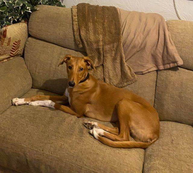 Male 8 months Greyhound, Cat and Dog friendly 