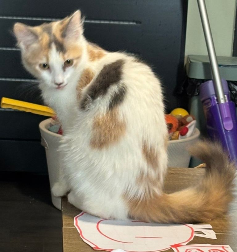Beautiful Lola 
