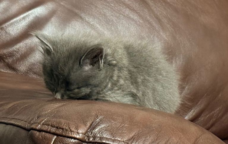 🐾 Adorable Kittens Looking for a Loving Home 🐾