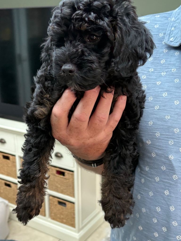 Beautiful Lhasapoo x poodle female puppy for sale 