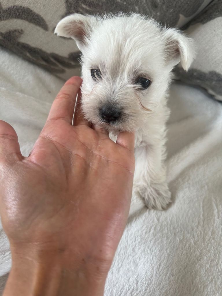West highland terrier puppies for sale 