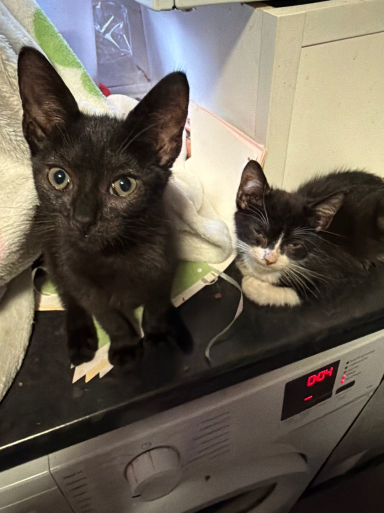  kittens