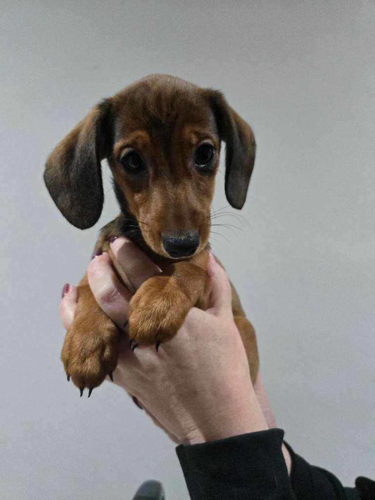 Dachshund puppies