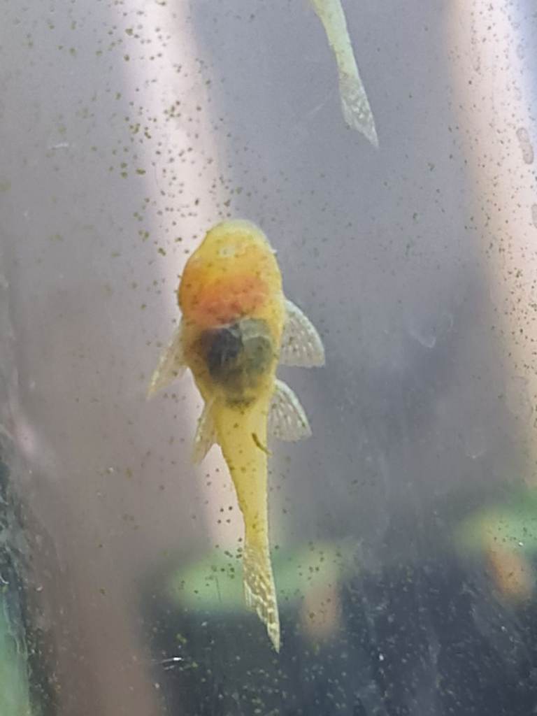 Bristle nose pleco common/albino 