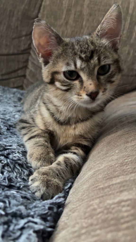 Kitten 4 months 