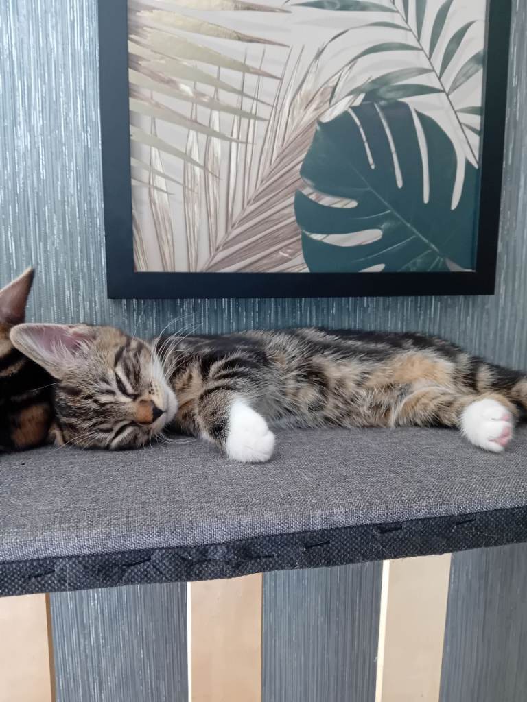 Kittens 