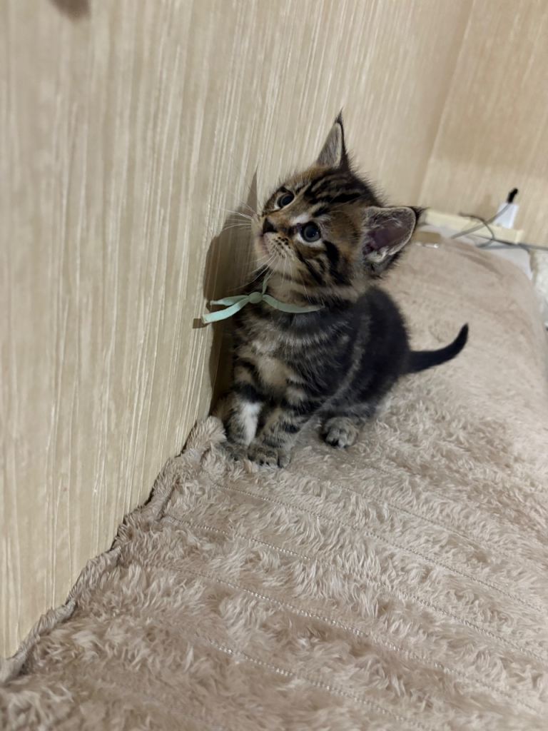 Maine Coon Kittens — Fluffy, Friendly, Ready Soon