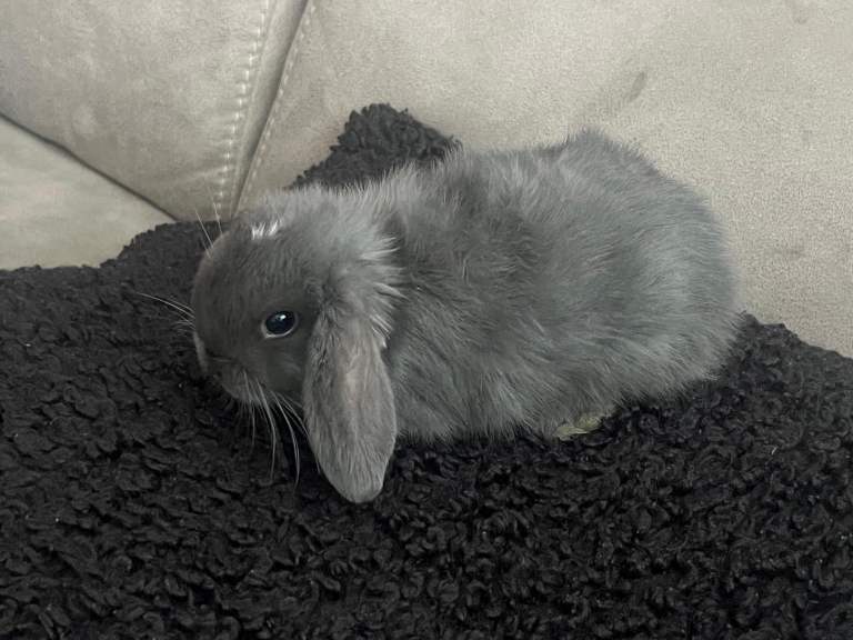Bunnies mini lop 