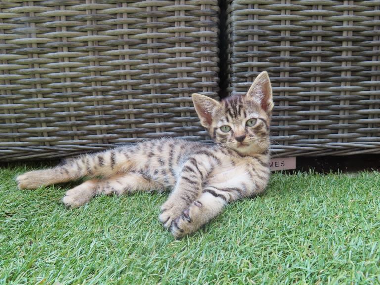 3 boy kittens for sale 
