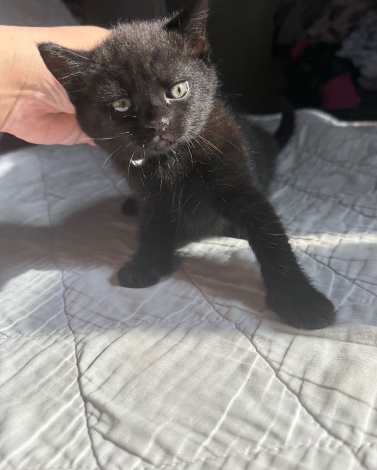 6 weeks kitten 