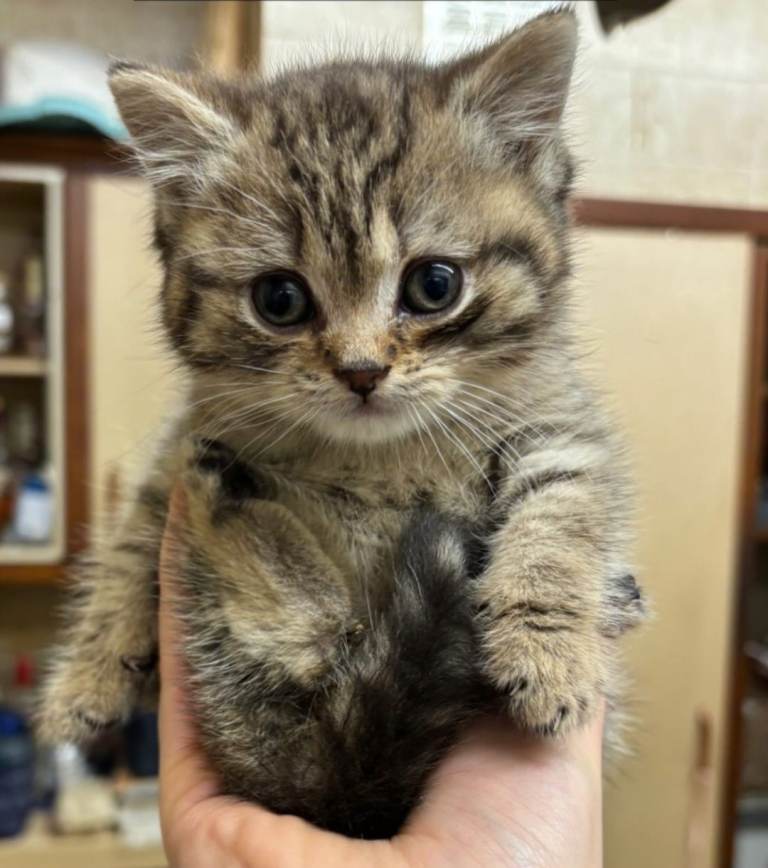 British Shorthair  tabby spotted kitten