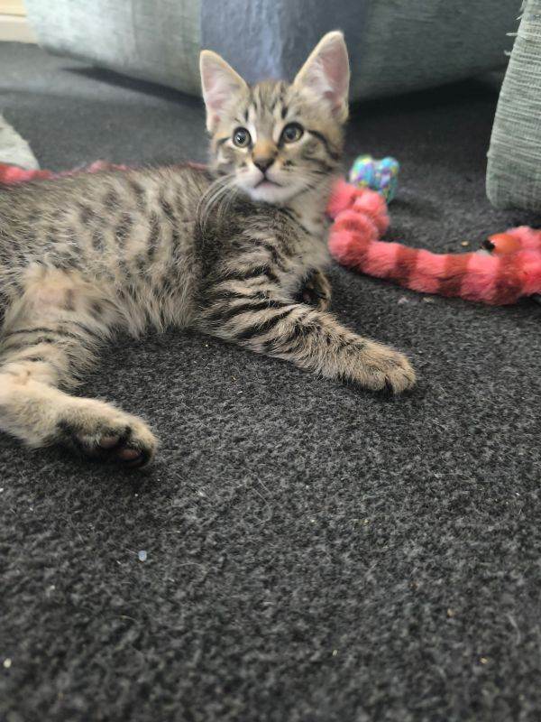 Wonderful babies looking for loving parents. 3 boys and 1 girl.Ready to move on June 12th.