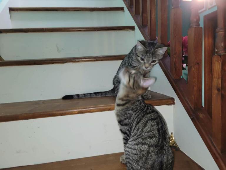 Tabby Kittens