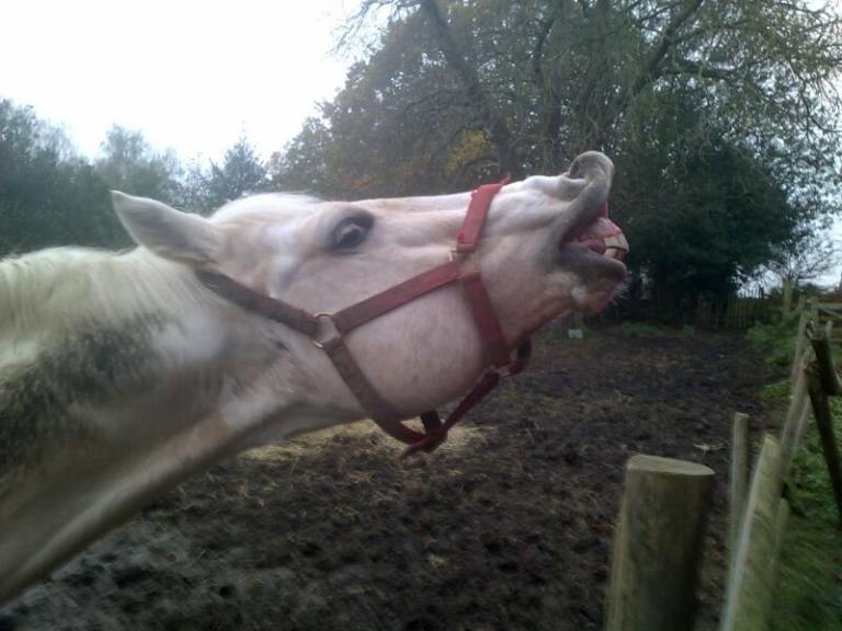 Free Horse Manure 