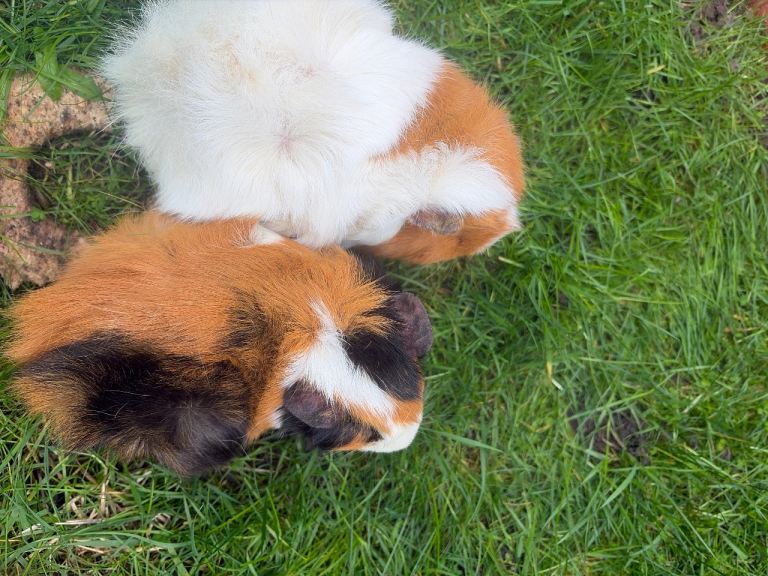 2 Guinea pig