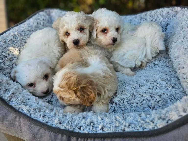 Maltichon puppies 