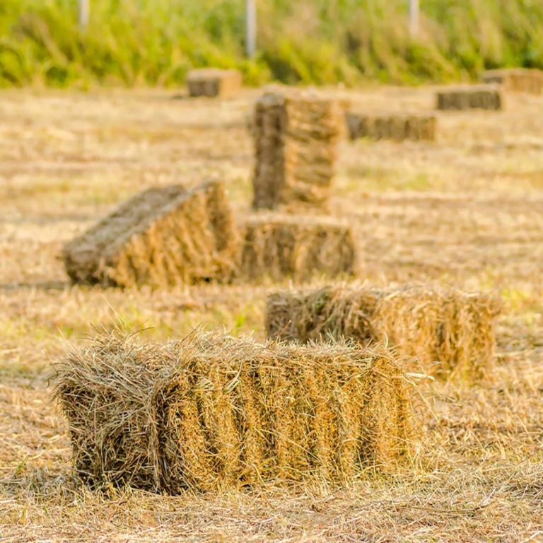 🌾 Hay for Sale 🌾 