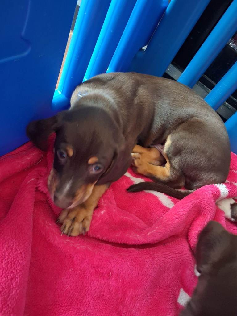 Beautiful lurcher cross patterdale terrier puppies