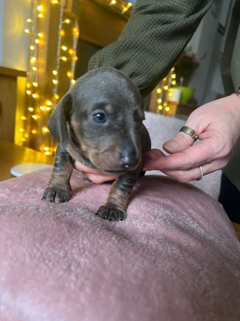 Gorgeous KC miniature dachshunds 