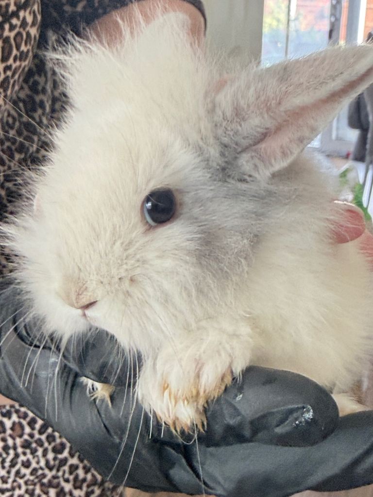 Frendly bunny rabbits looking for a frendly family 