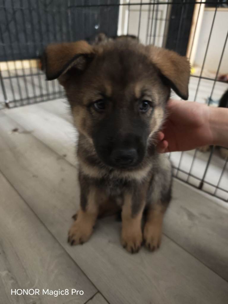  1 female Puppy  left German shepherd mum / Siberian husky dad ( shepsky)puppies for sale £1000 